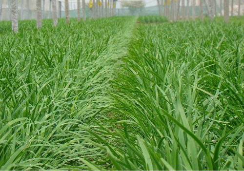 萊西實施韭菜產品“雙證制”管理，保障食品安全與消費信任